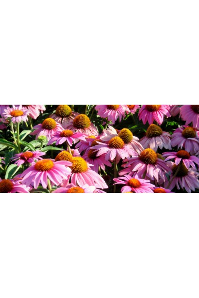 Розовые цветы эхинацеи Пинк